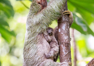Three-Toed Sloth Mother & Baby 1