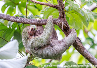 Three-Toed Sloth Mother & Baby 10
