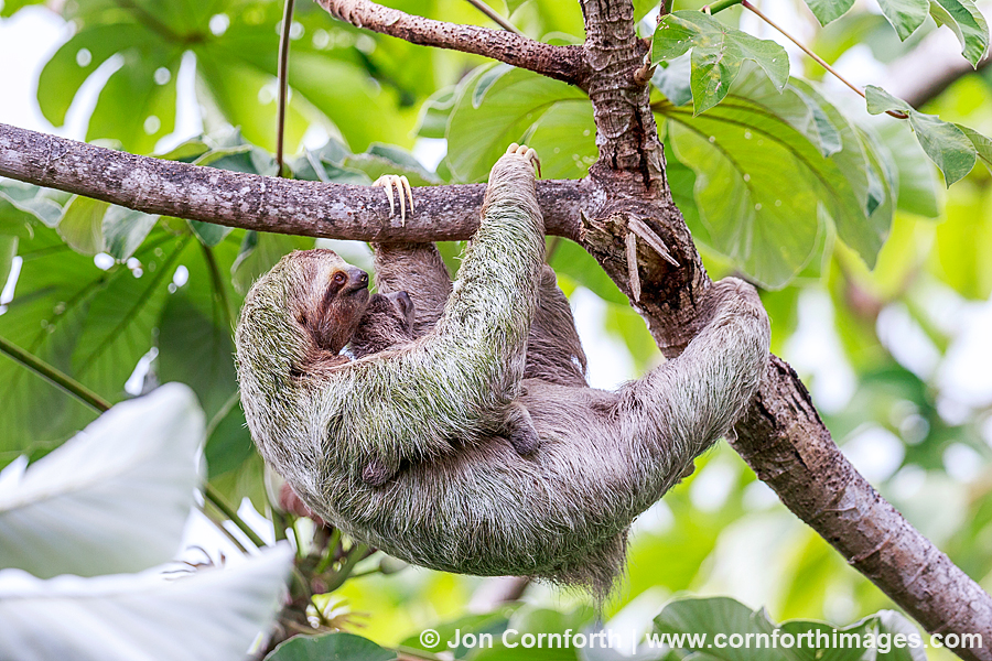Three-Toed Sloth Mother & Baby 10