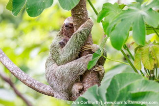 Three-Toed Sloth Mother & Baby 2