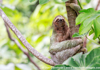 Three-Toed Sloth Mother & Baby 5