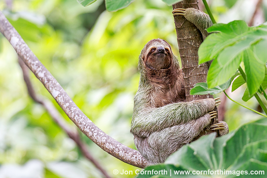 Three-Toed Sloth Mother & Baby 5