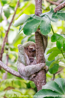 Three-Toed Sloth Mother & Baby 6
