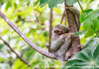 Three-Toed Sloth Mother & Baby 7