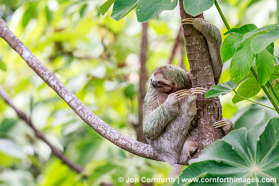 Three-Toed Sloth Mother & Baby 7