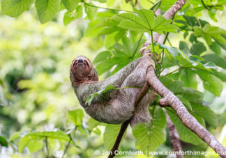 Three-Toed Sloth Mother & Baby 8