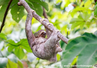 Three-Toed Sloth Mother & Baby 9