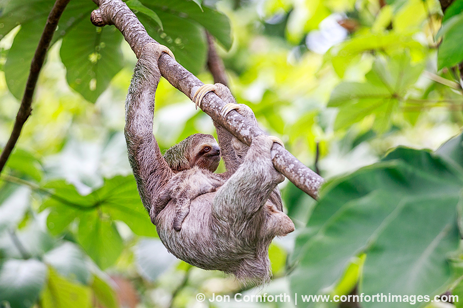Three-Toed Sloth Mother & Baby 9