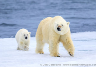 Brennevinsfjorden Polar Bear 27