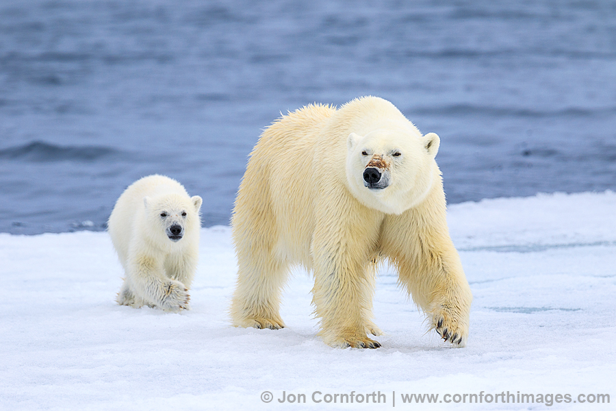 Brennevinsfjorden Polar Bear 27