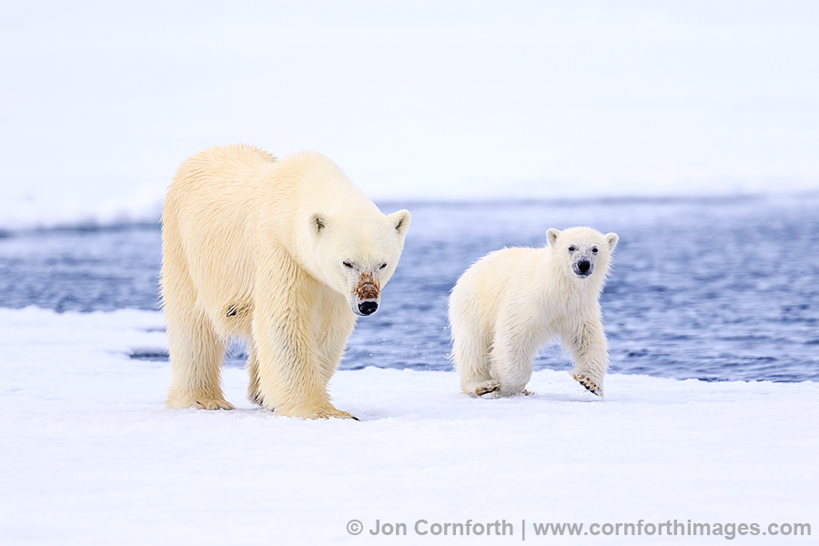 Brennevinsfjorden Polar Bear 28