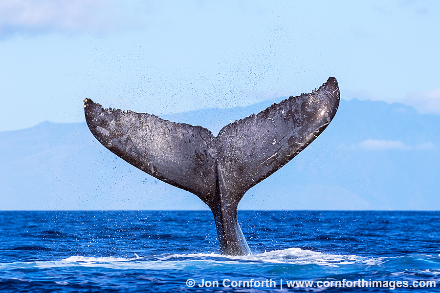 Lanai Humpback Whale Tail 3