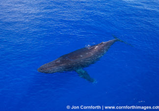 Humpback Whale Aerial 1
