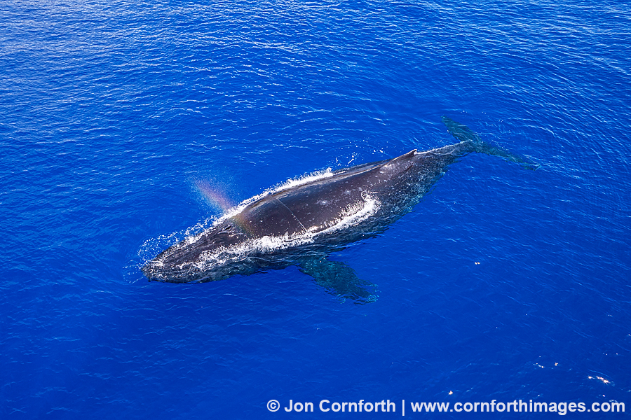 Humpback Whale Aerial 2