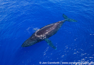 Humpback Whale Aerial 3