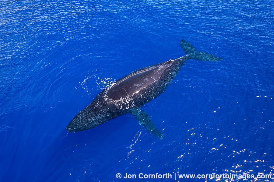 Humpback Whale Aerial 3