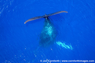 Humpback Whale Aerial 4