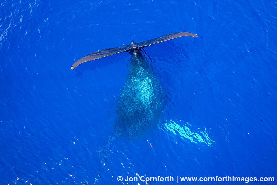 Humpback Whale Aerial 4