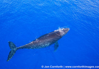 Humpback Whale Aerial 5