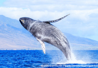 Humpback Whale Breach 275