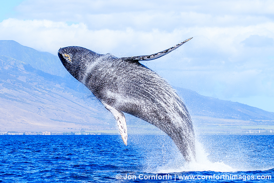 Humpback Whale Breach 275