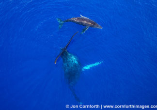 Humpback Whale Mother & Calf Aerial 1