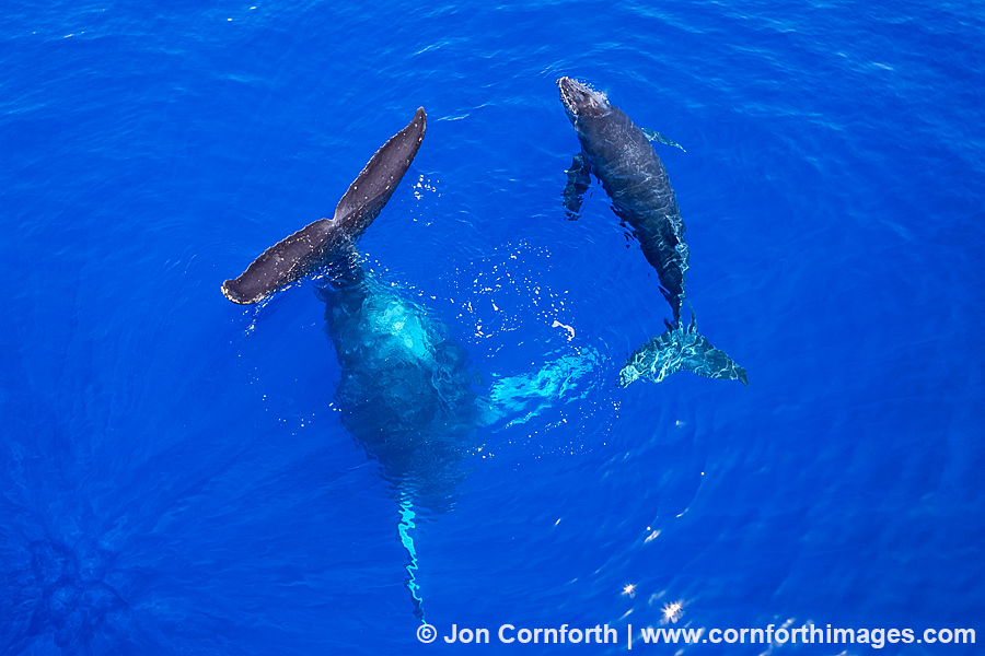 Humpback Whale Mother & Calf Aerial 15