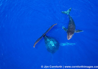 Humpback Whale Mother & Calf Aerial 16