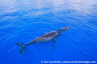 Humpback Whale Mother & Calf Aerial 18
