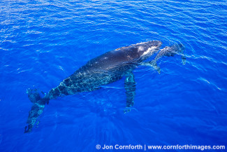Humpback Whale Mother & Calf Aerial 19