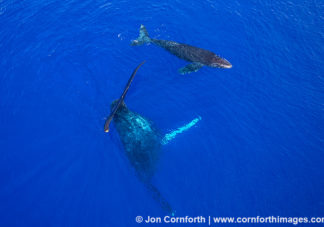 Humpback Whale Mother & Calf Aerial 2