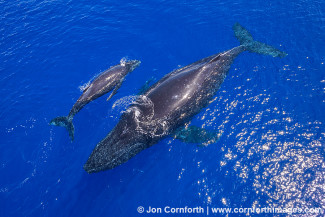 Humpback Whale Mother & Calf Aerial 9