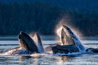 Humpback Whales Bubble Feeding 300