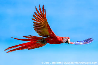 Scarlet Macaw 16