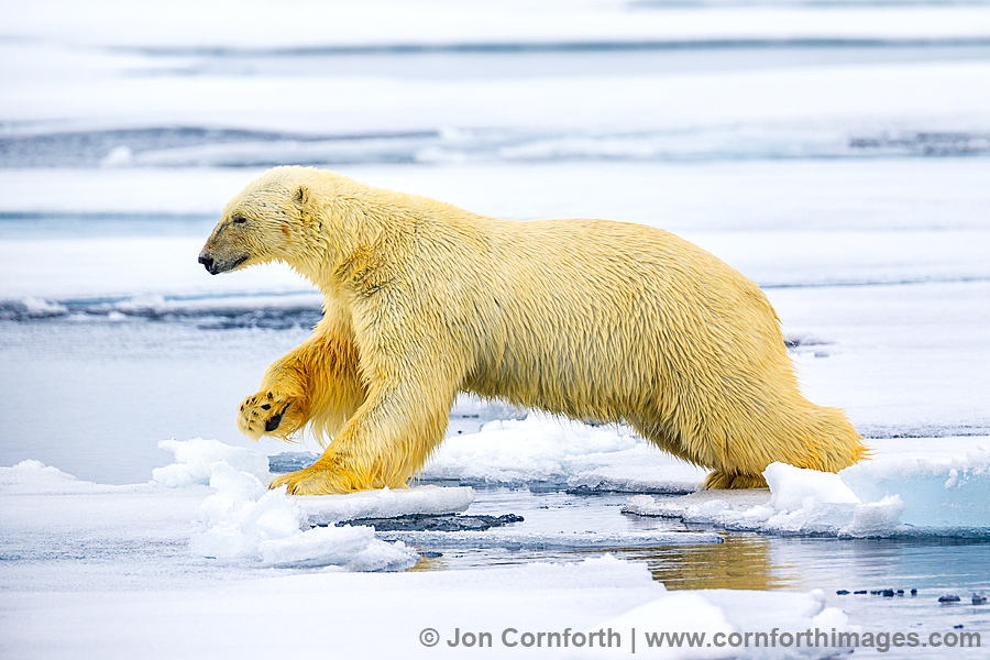 Svalbard Polar Bear 21