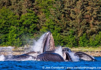 Humpback Whales Bubble Feeding 301