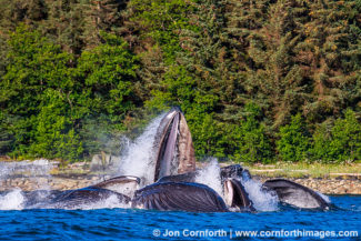 Humpback Whales Bubble Feeding 301