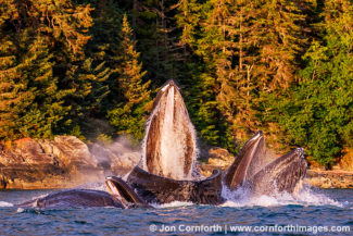 Humpback Whales Bubble Feeding 306