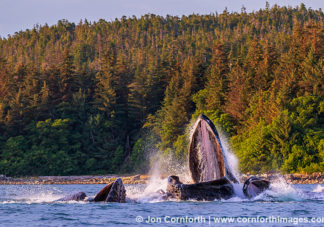 Humpback Whales Bubble Feeding 309