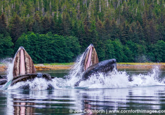 Humpback Whales Bubble Feeding 311