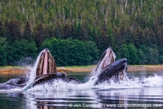 Humpback Whales Bubble Feeding 313