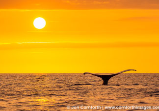 Maui Humpback Whale Tail 1