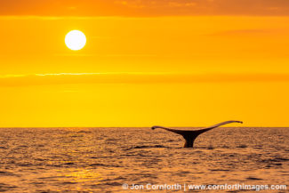 Maui Humpback Whale Tail 1
