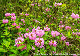 Quilcene Rhododendrons 1