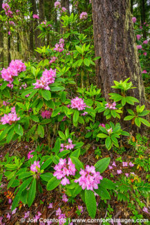 Quilcene Rhododendrons 2