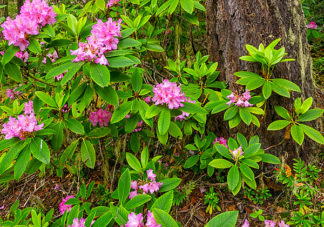 Quilcene Rhododendrons 2
