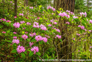 Quilcene Rhododendrons 3