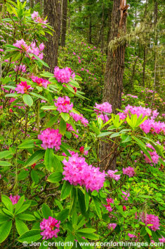 Quilcene Rhododendrons 4