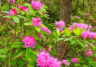 Quilcene Rhododendrons 4