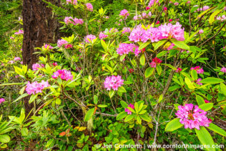 Quilcene Rhododendrons 5